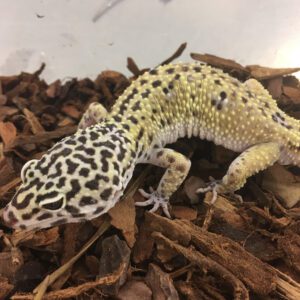 CB Sub-Adult HYPO MACK SNOW Leopard Gecko