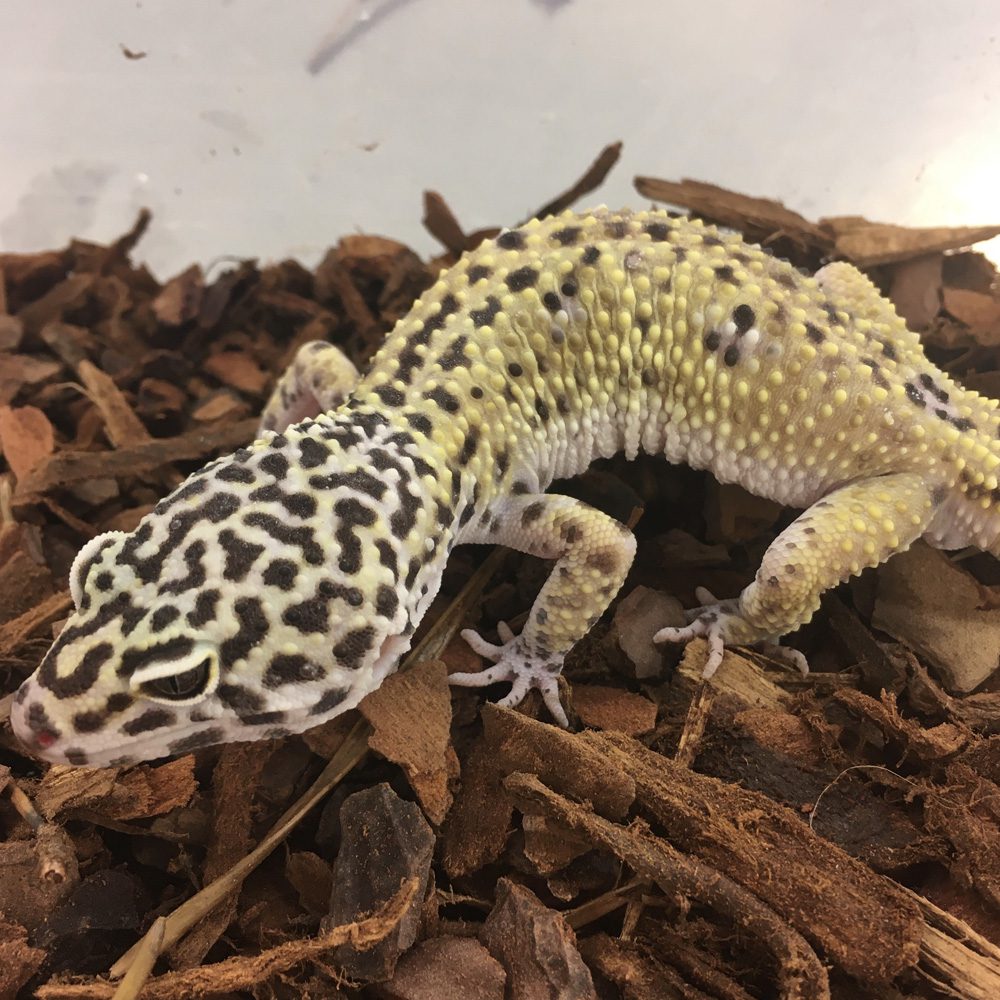 CB Sub-Adult HYPO MACK SNOW Leopard Gecko