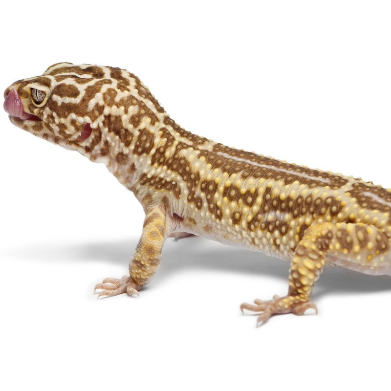 CB ADULT FEMALE Mixed Morph Leopard Gecko