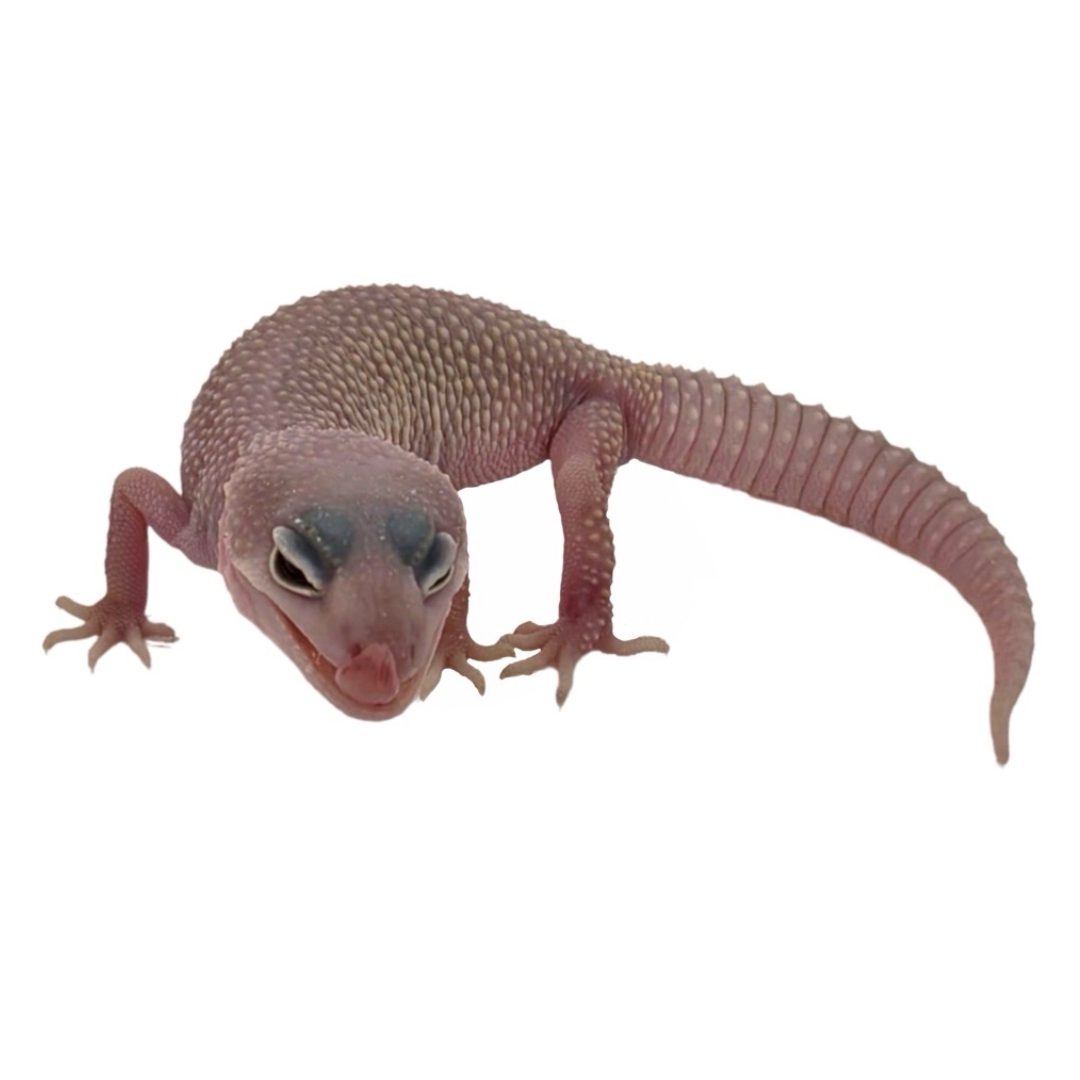 CB BLAZING BLIZZARD Leopard Gecko