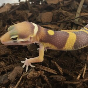 CB CHOCOLATE ALBINO Leopard Gecko
