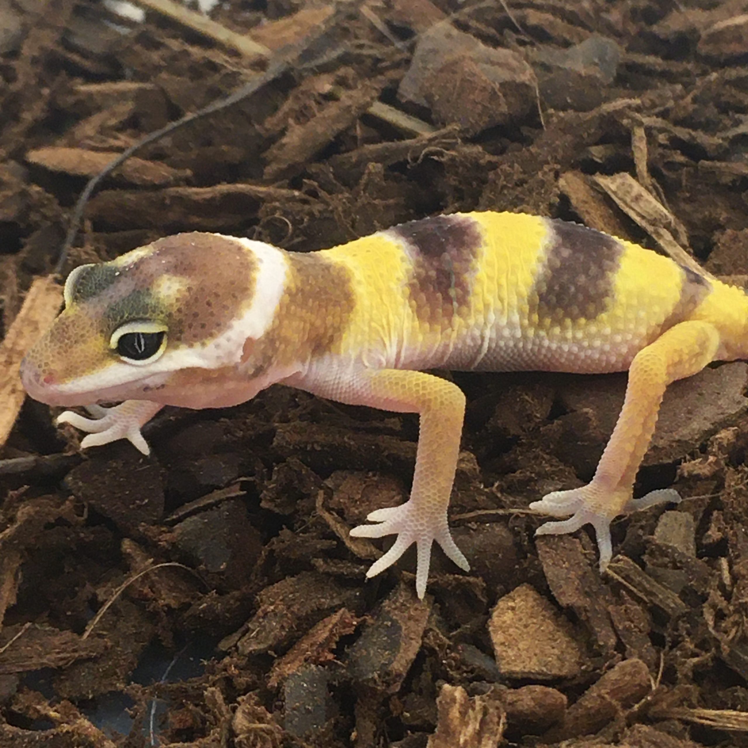 CB HYPO Leopard gecko