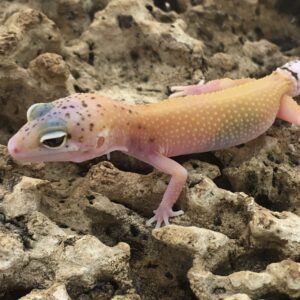 CB SUPER HYPO Leopard Gecko
