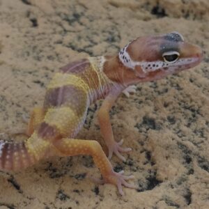 CB Sub-Adult TREMPER ALBINO Leopard Gecko