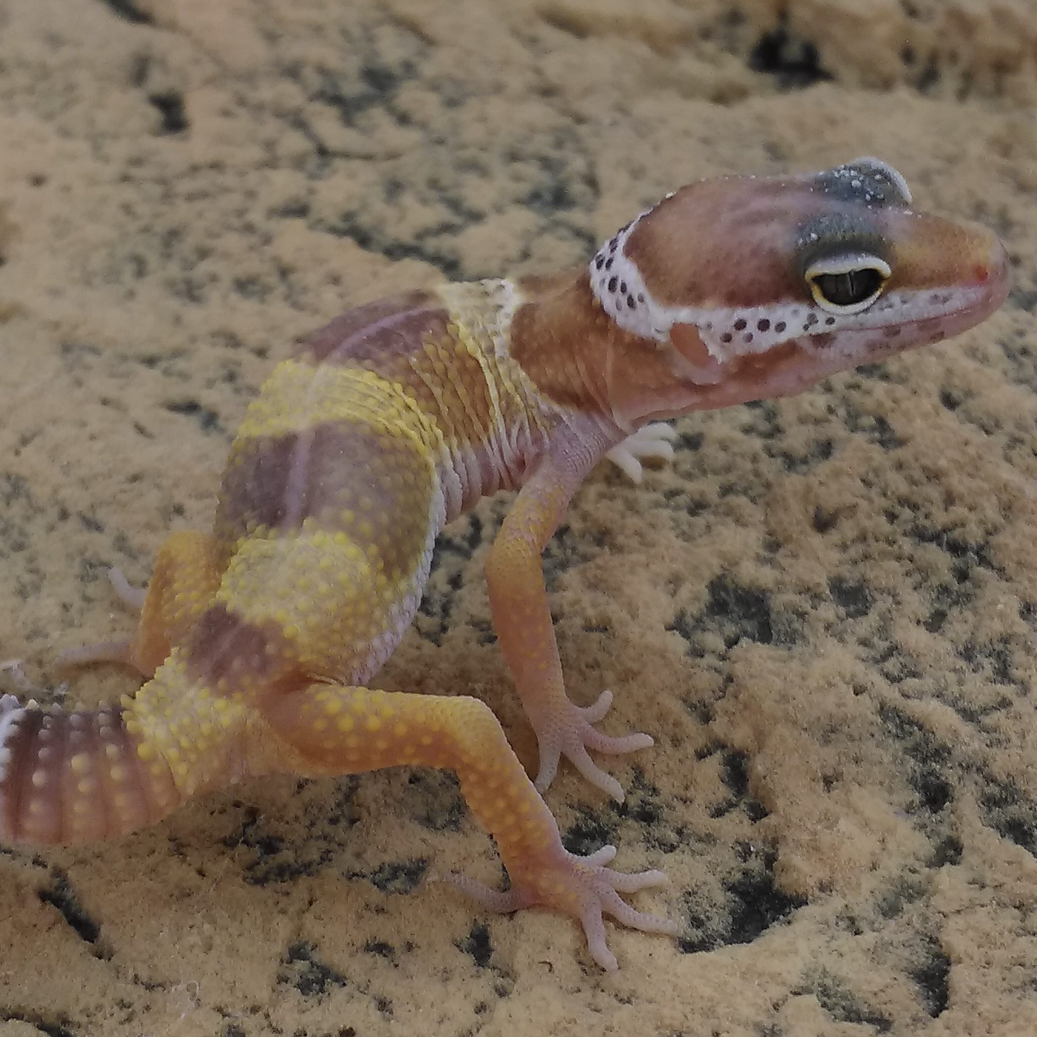 CB Sub-Adult TREMPER ALBINO Leopard Gecko