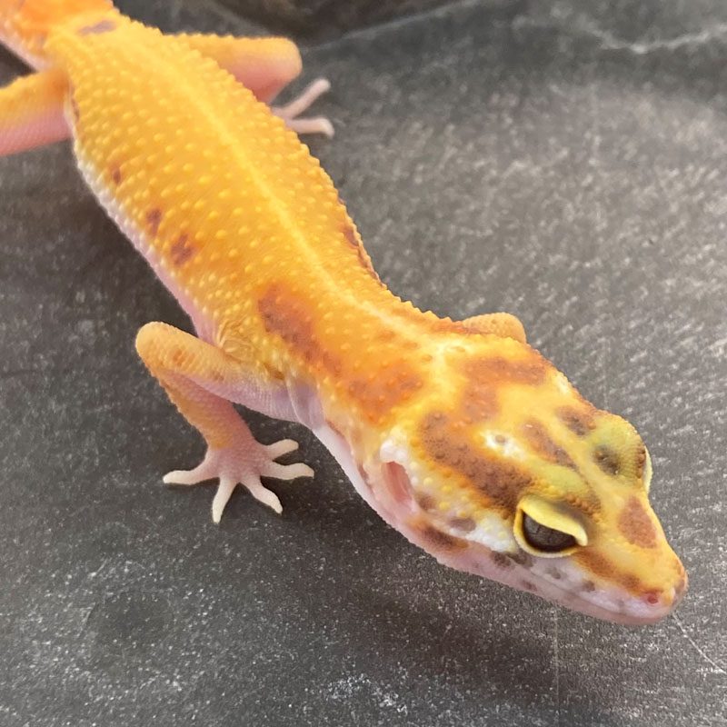 CB APTOR Leopard Gecko