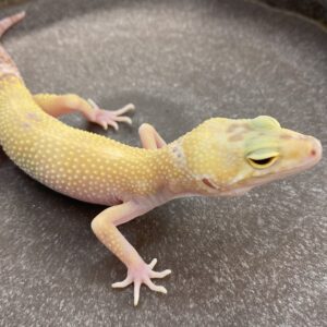 CB ALBINO HYPO Leopard Gecko
