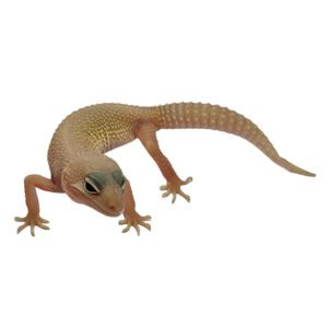 CB DIABLO BLANCO Leopard Gecko