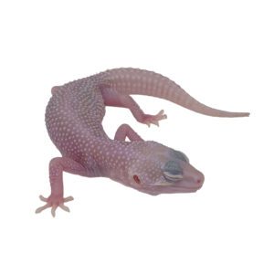CB MACK SUPER SNOW ALBINO LEUCISTIC Leopard Gecko