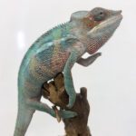 CB PAIR "Sambava" Panther Chameleon