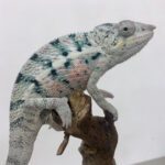 CB PAIR "Nosy Be" Panther Chameleon
