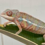 CB PAIR "Ambilobe" Panther Chameleon