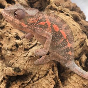 CB FEMALE "Sambava" Panther Chameleon