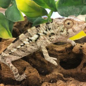 CB FEMALE "Nosy Be" Panther Chameleon