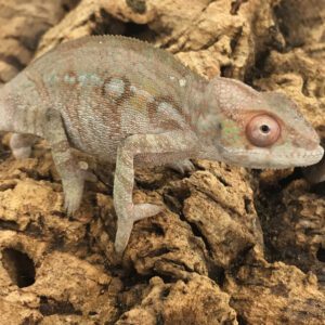 CB FEMALE "Nosy Mitsio" Panther Chameleon
