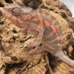 CB FEMALE "Sambava" Panther Chameleon