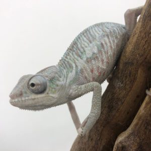 CB MALE "Ambilobe" Panther Chameleon