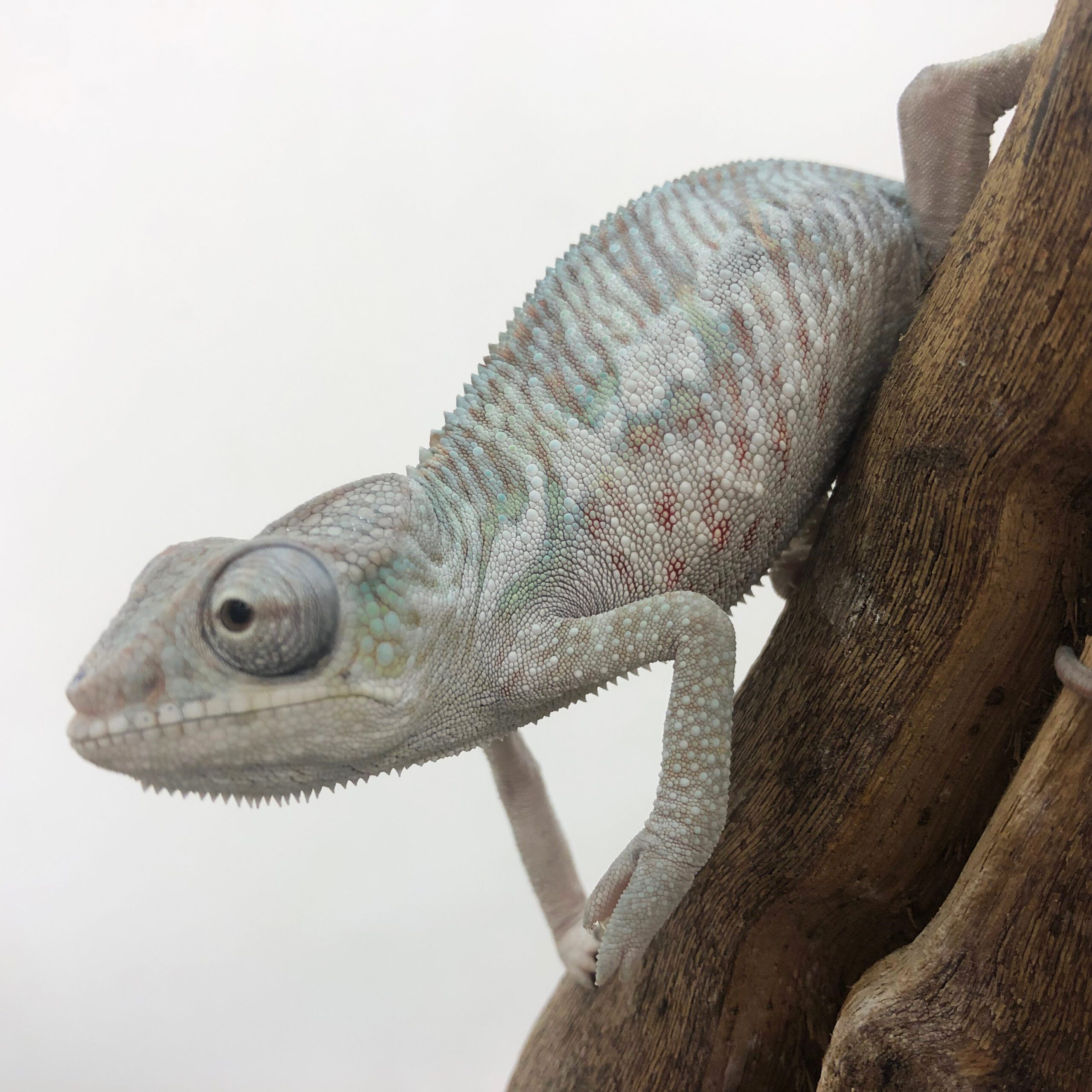 CB MALE 