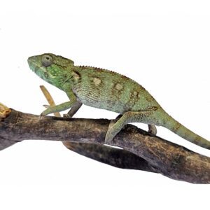 CB Oustelet's Chameleon