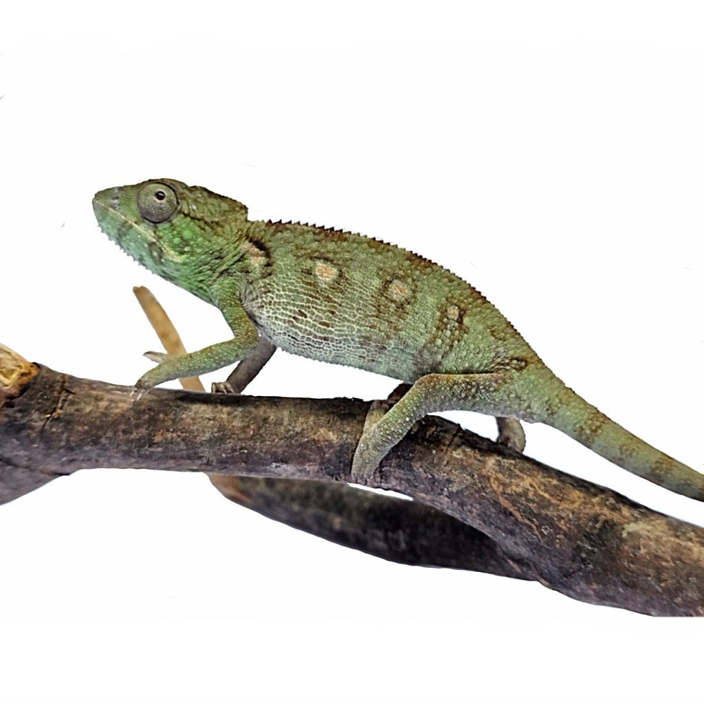 CB Oustelet's Chameleon