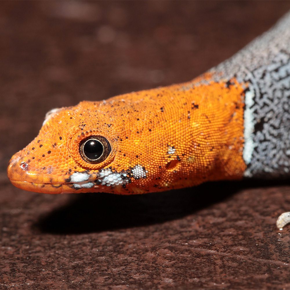 WC  Yellow Headed Gecko