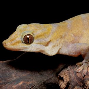 CB Golden Gecko