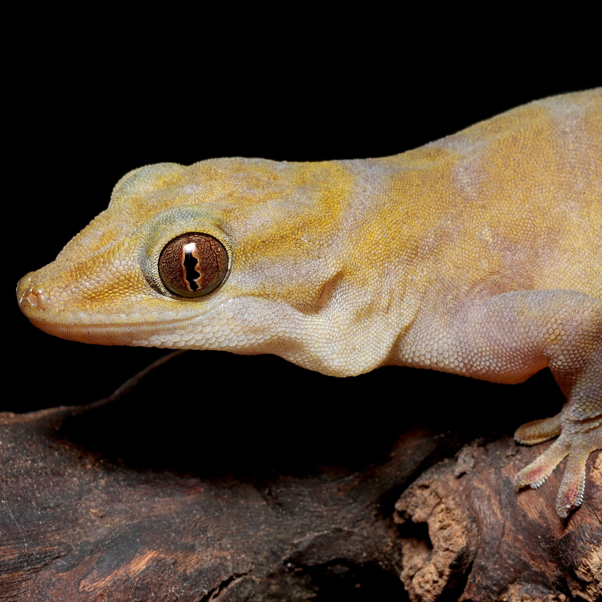 CB Golden Gecko