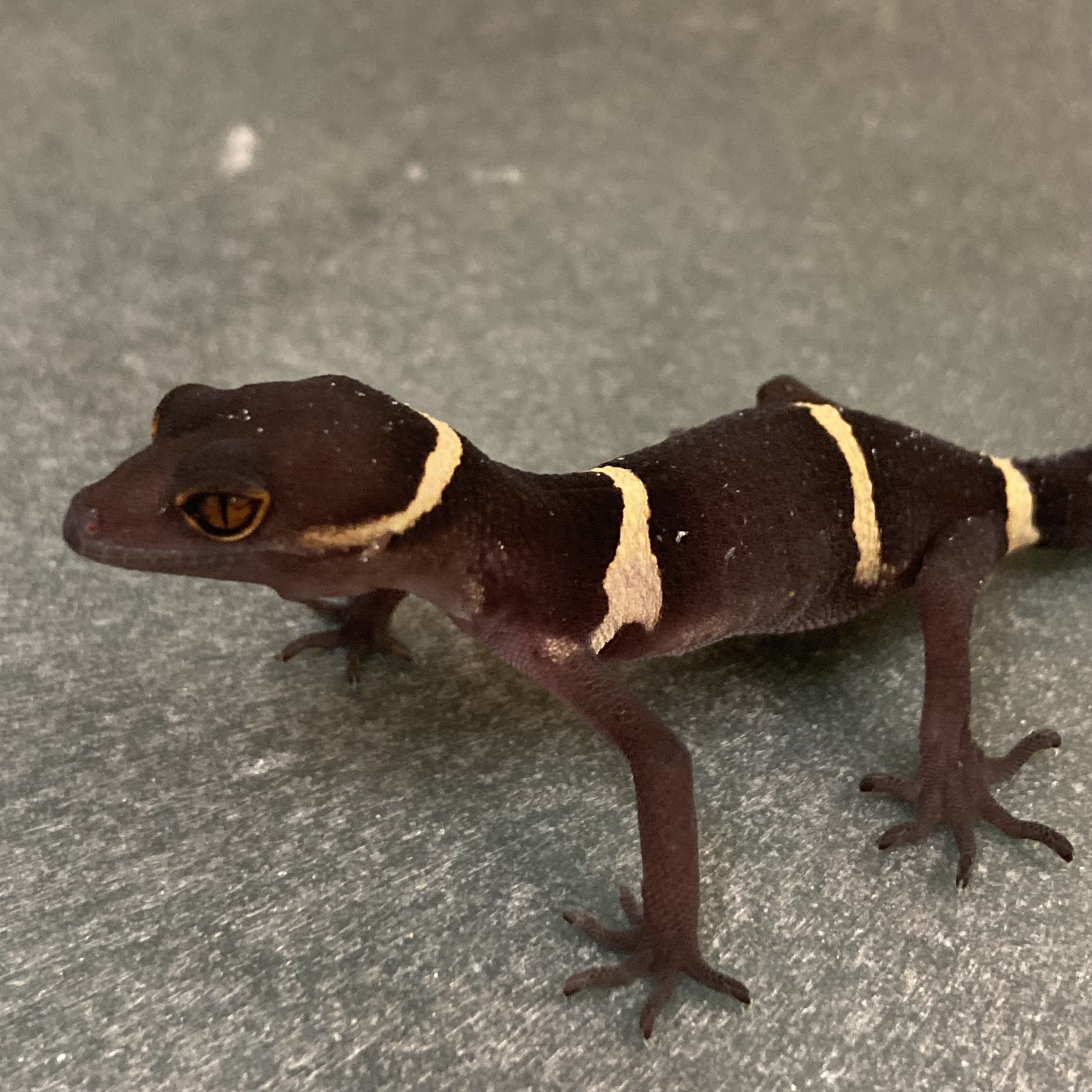 CB Hainan Cave Gecko