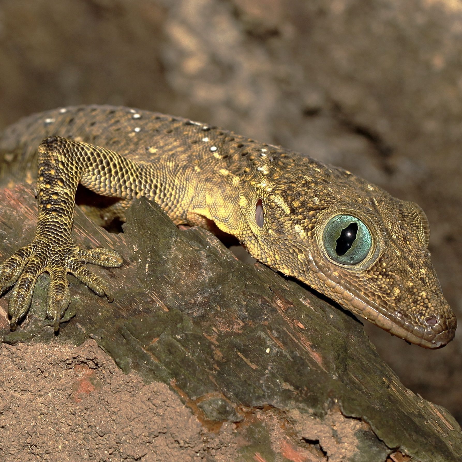 CB Smiths Green-eyed Gecko