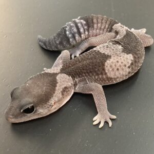 CB OREO Fat Tailed Gecko