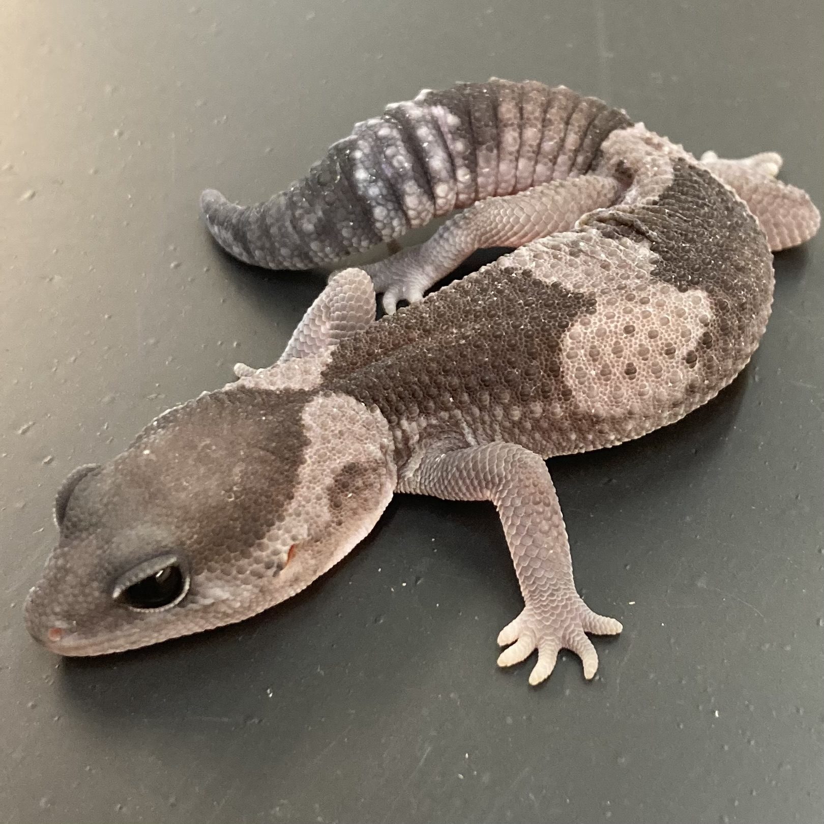 CB OREO Fat Tailed Gecko