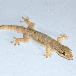 CB Asian House Gecko