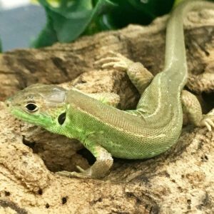 CB Western European Green Lizard