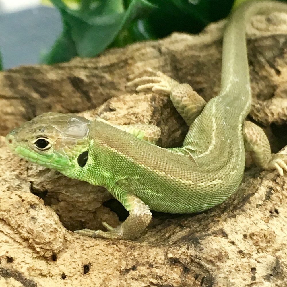 CB Western European Green Lizard