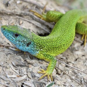 CB European Green Lizard