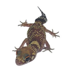 CB Australin Barking Gecko