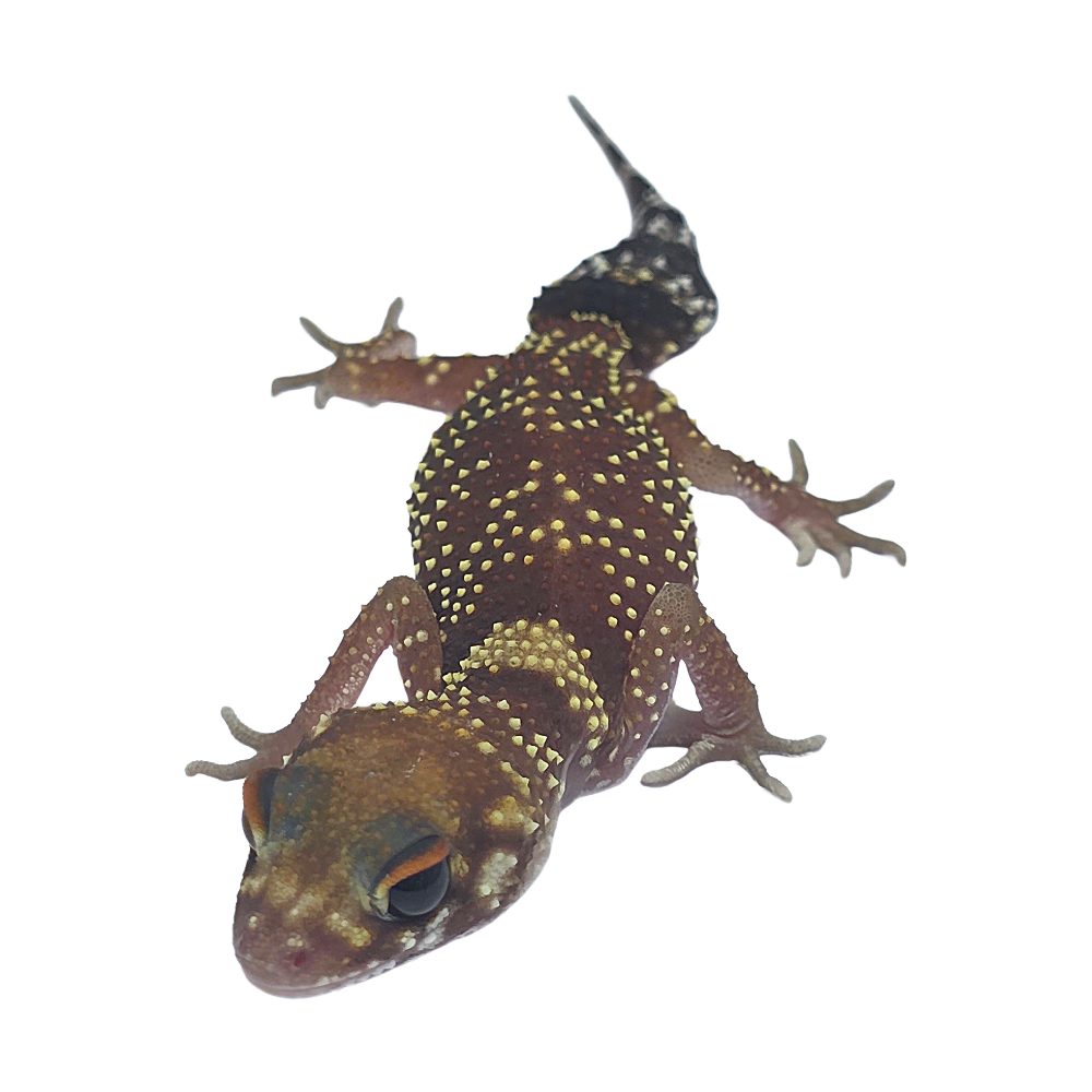 CB Australin Barking Gecko