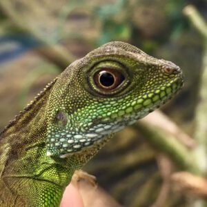 CB Water Dragon