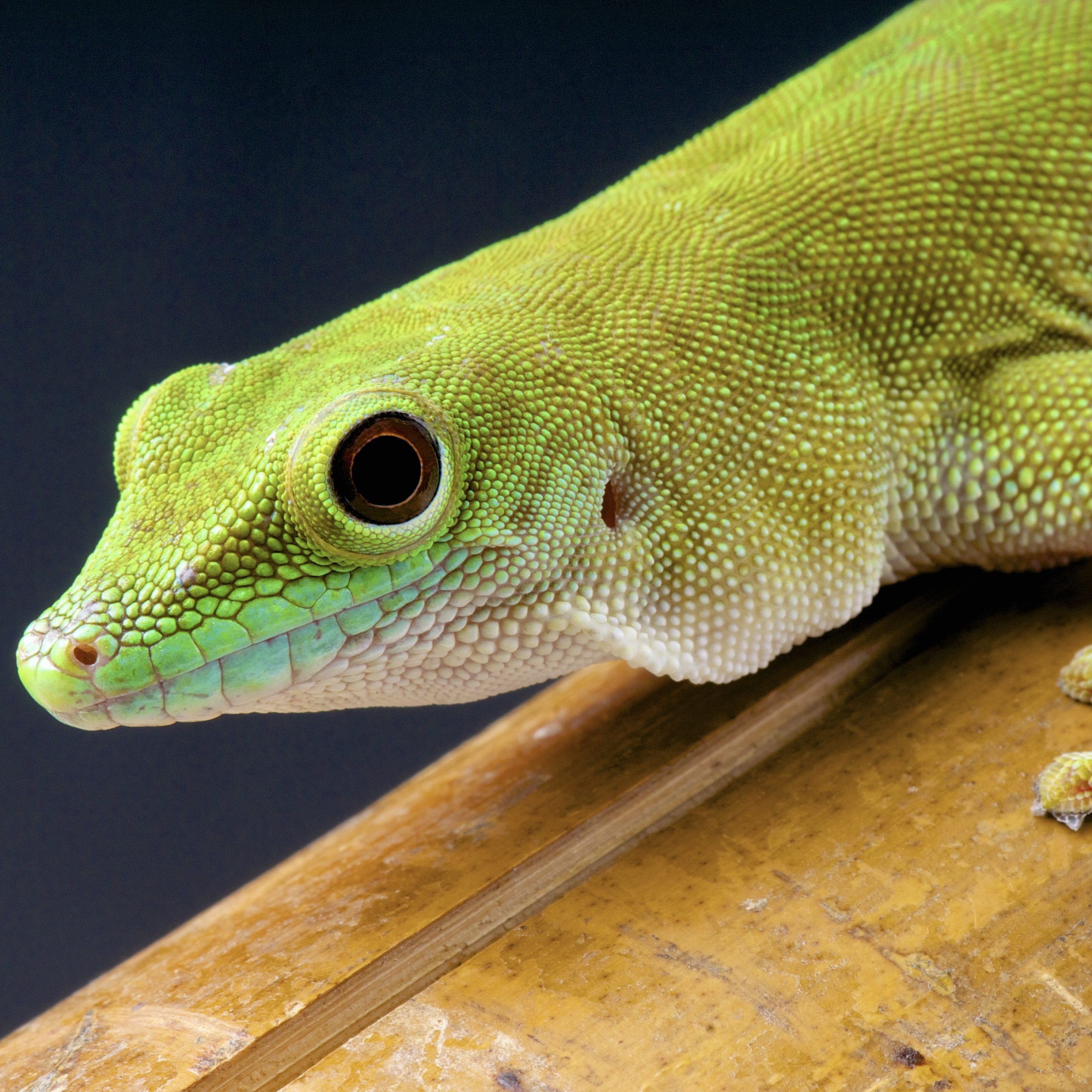 CB Koch's Giant Day Gecko
