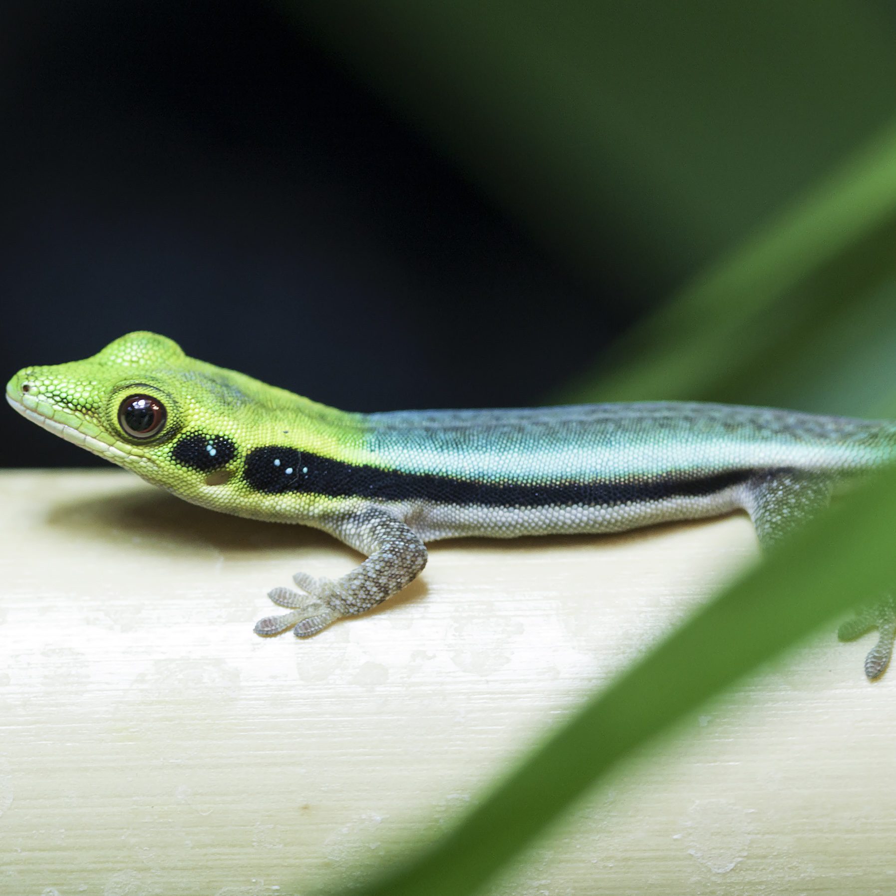 CB Neon Day Gecko