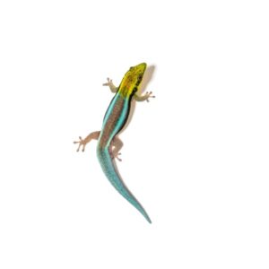 CB Neon Day Gecko
