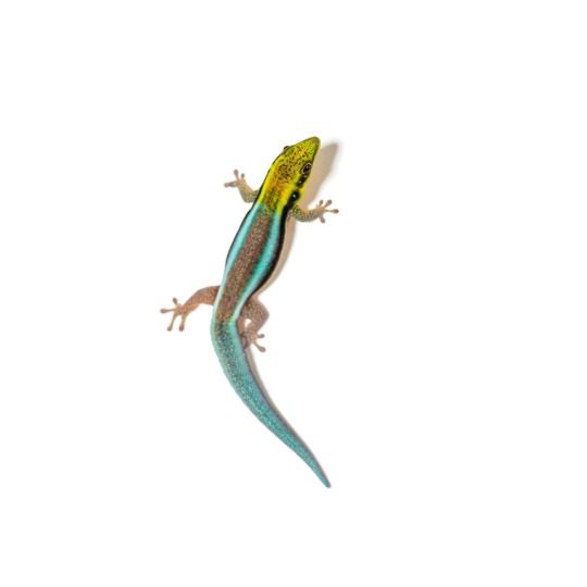 CB Neon Day Gecko