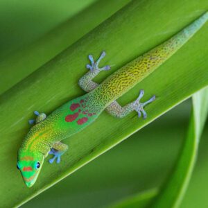 CB Gold Dust Day Gecko