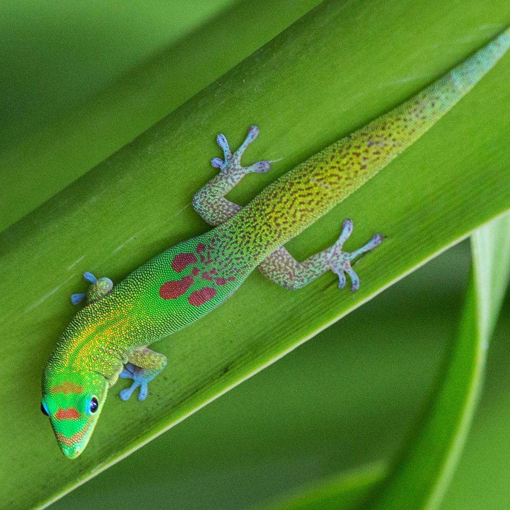 CB Gold Dust Day Gecko CB Gold Dust Day Gecko
