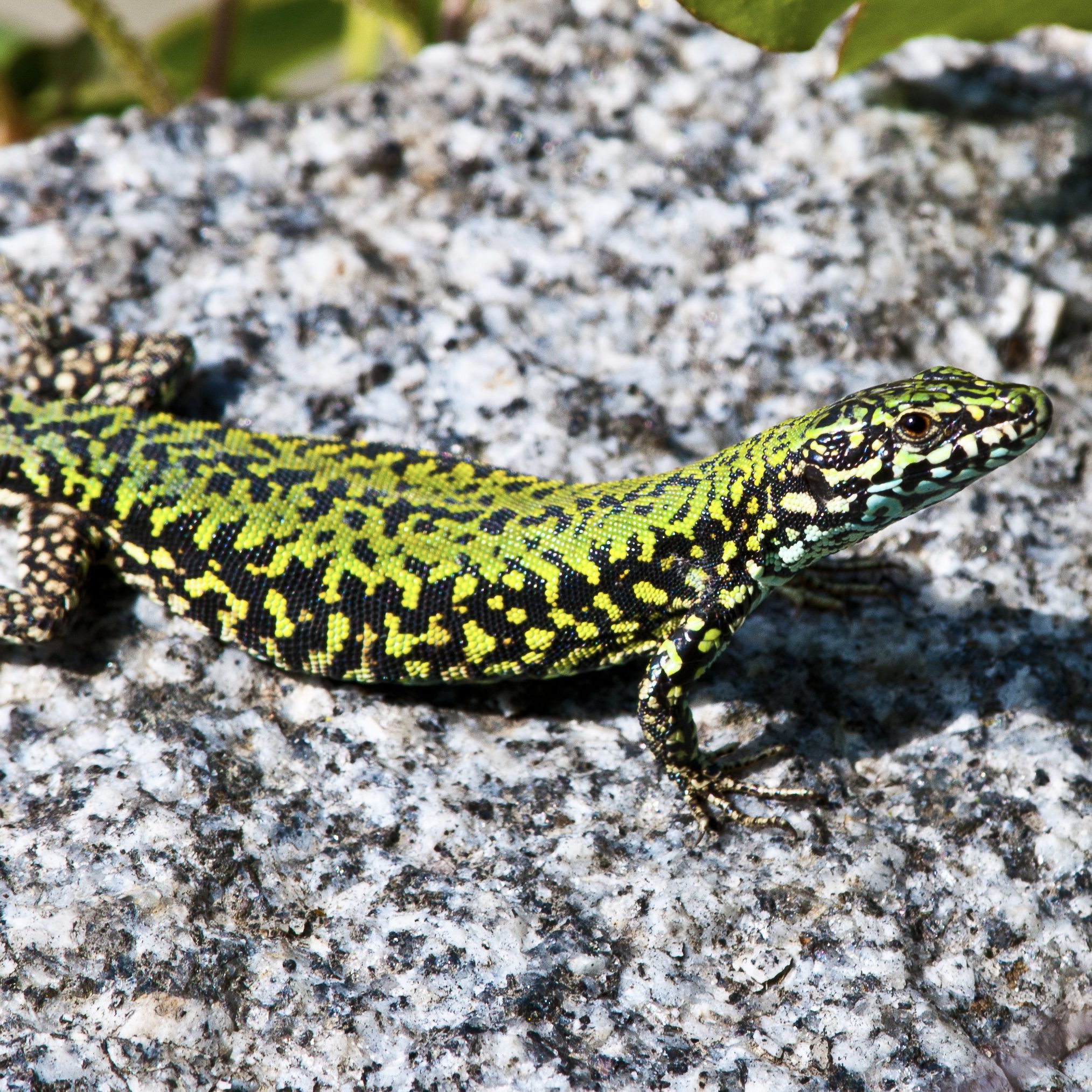 CB Black-bellied Walled Lizard