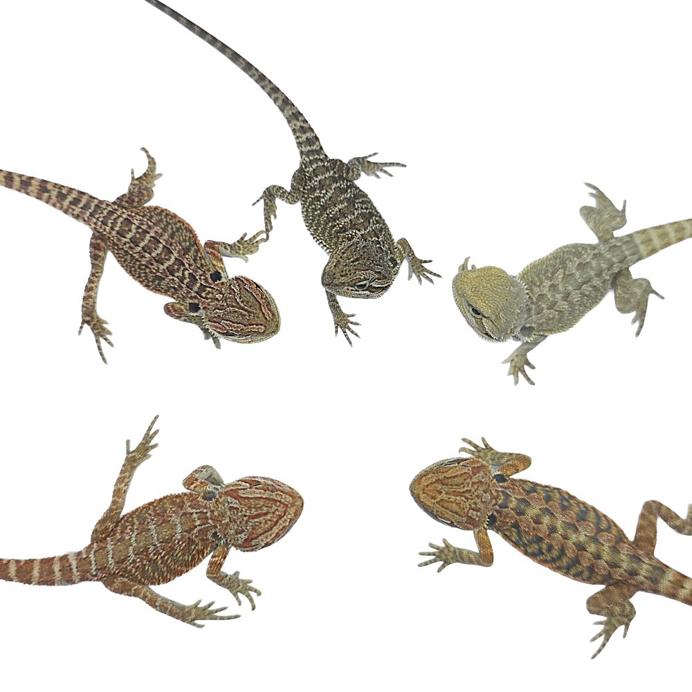 CB Bearded Dragon *MIXED MORPH BUNDLE OF 5*