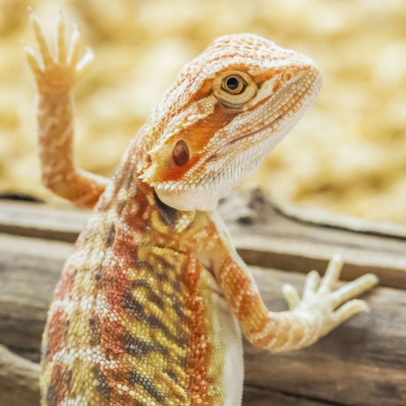 CB LEATHERBACK Bearded Dragon