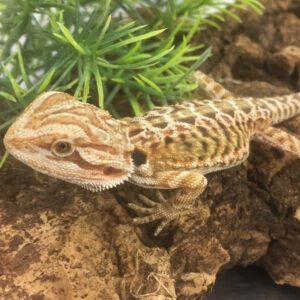 CB RED LEATHERBACK Bearded Dragon