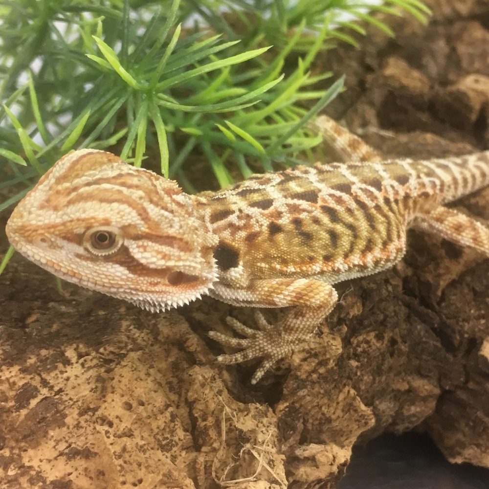 CB RED LEATHERBACK Bearded Dragon