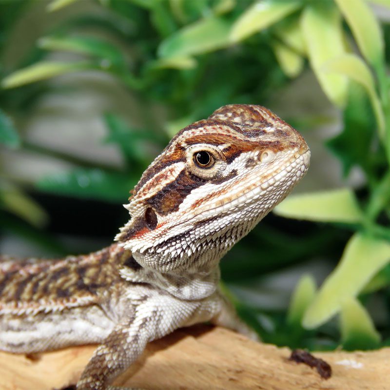 CB Mixed Morph Bearded Dragon *B-Grade*